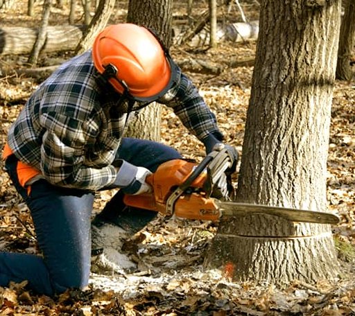 Tree Removal in Norway, ME